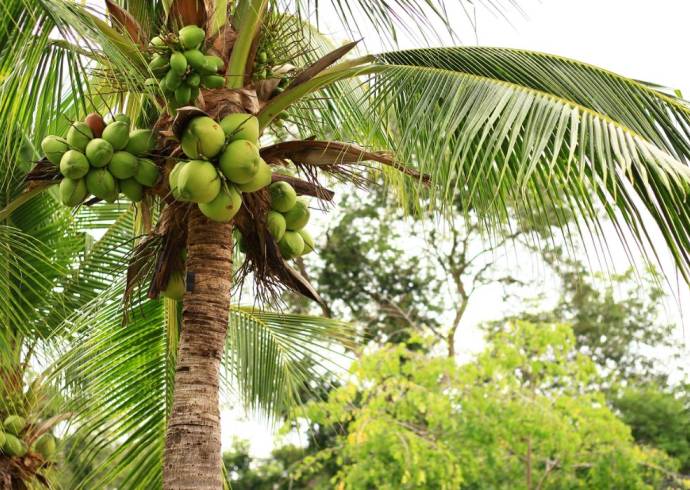 Drzewo życia – palma kokosowa. Czy wiesz o nim wszystko?