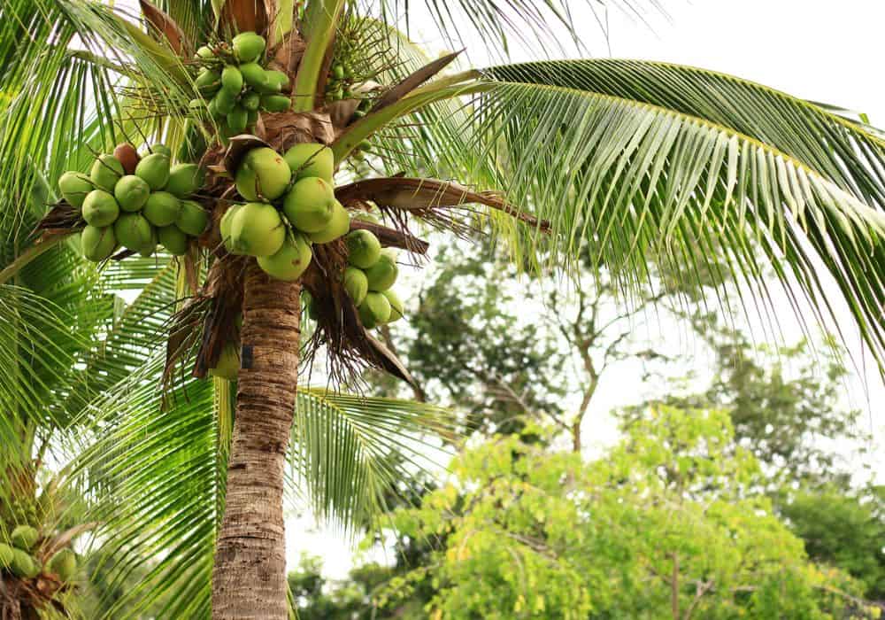 Drzewo życia – palma kokosowa. Czy wiesz o nim wszystko?