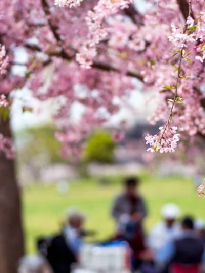 Świętuj Hanami…i gotuj japońskie dania z WhitePlate!