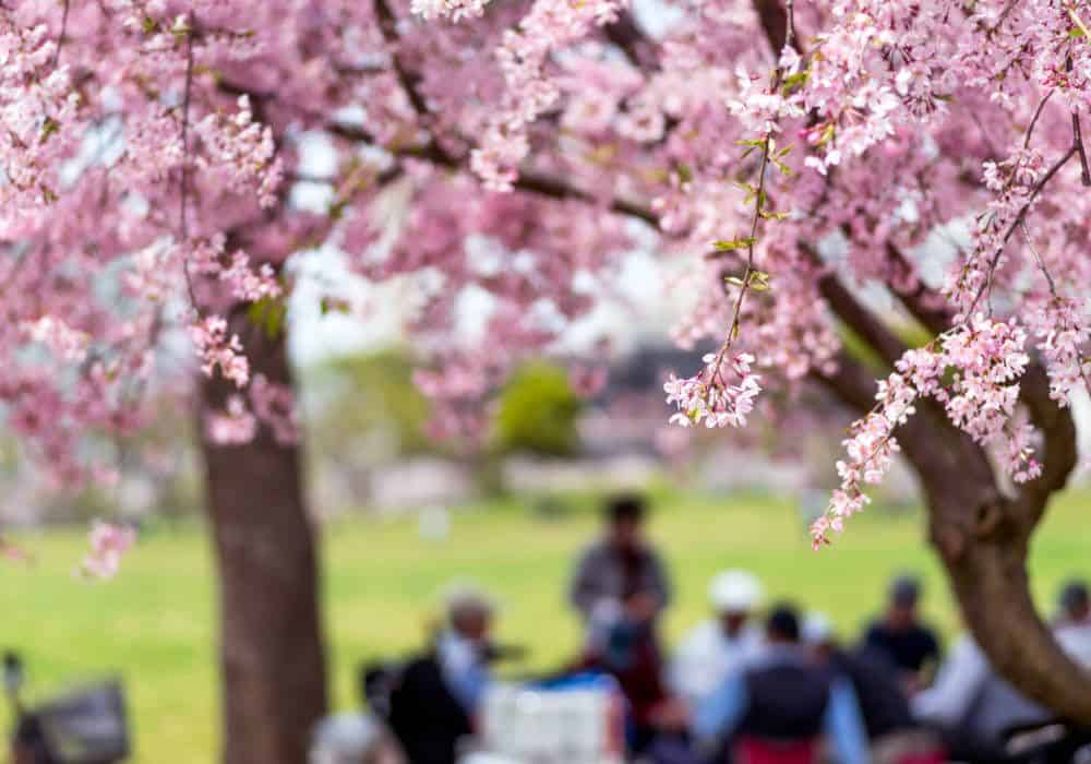 Świętuj Hanami…i gotuj japońskie dania z WhitePlate!